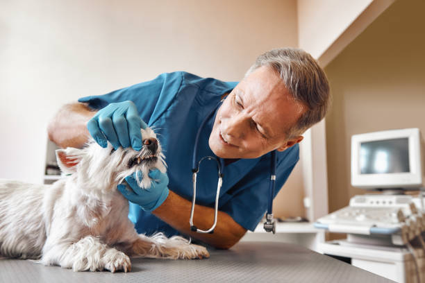 Best Emergency Gum Treatment in Edgar, WI